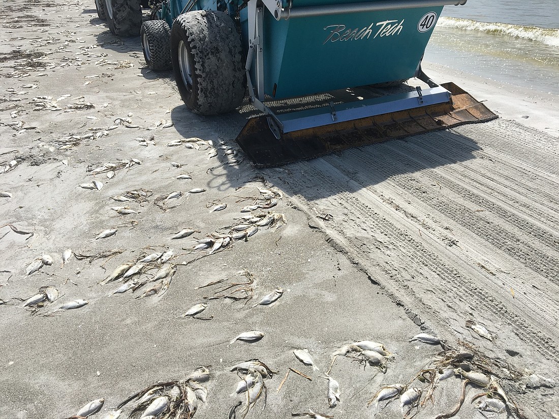 A "rake" is used to clean up fish kills on Longboat Key beaches.