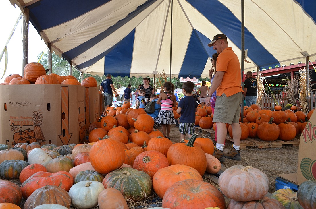 File photo. Families gather at Fruitville Grove to pick out their pumpkins during the annual Pumpkin Fest.