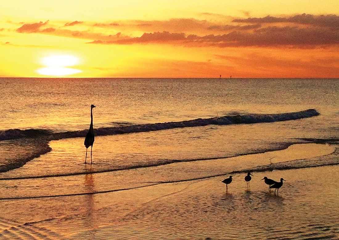 Donna Frederick submitted this photo of seabirds fishing on the north end beach on Longboat Key.