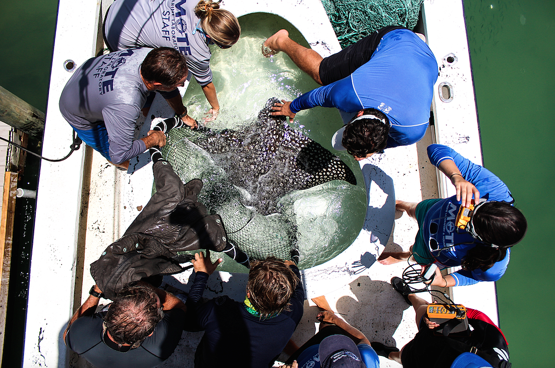 A group of marine researchers check the health status of a previously tagged spotted eagle ray prior to release to learn more about their life history, reproduction and population status in the Sarasota area. Photo courtesy of Mote.