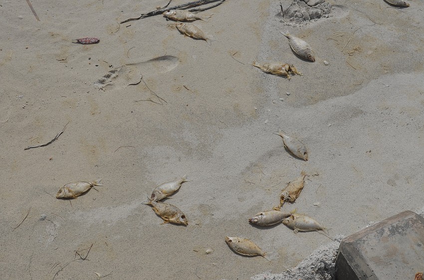 Red tide casualties on the newest beach in northernmost Longboat Key a week before Hurricane Matthew arrived and helped break up the algal bloom. TERRY O'CONNOR
