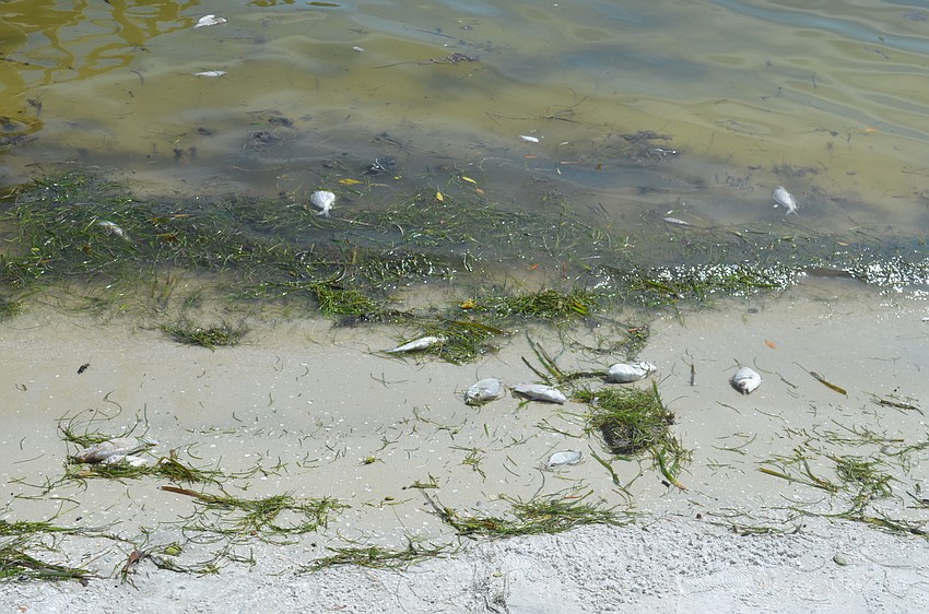 Red tide casualties on Longboat Key a week before Hurricane Matthew arrived and helped break up the algal bloom. TERRY O'CONNOR