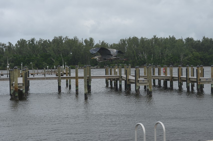 A great blue heron soars off from the Longbeach Village docks in Sarasota Bay.
