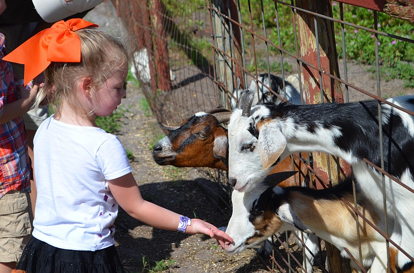 Leah Davis feeds the goats at Fruitville Grove.