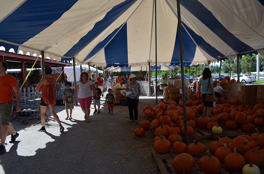 The pumpkin patch at Fruitville Grove.