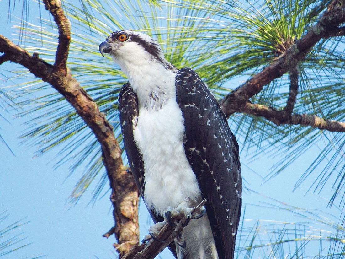 Jeannie Sparks captured this shot of an osprey at Jiggs Landing.