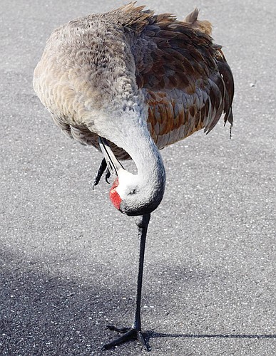 Mary Tygh Parks captured this shot of a sandhill crane outside her home in Sarasota.