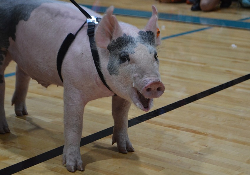 Batbig, the Haile FFA Chapter pig, attended the festivities.