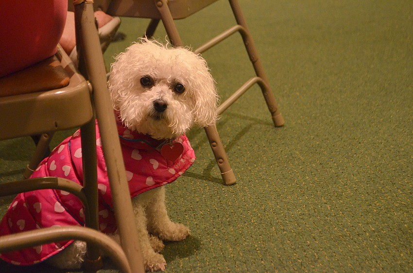 Holly, a 6-year-old bichon frise