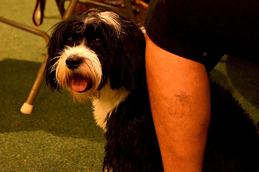 Amalia, a 1-year-old tibetan terrier.