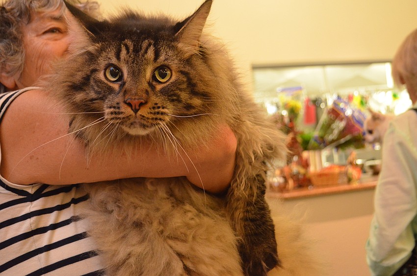 Big Mac, 3, was one of two cats present at St. Armands Key Lutheran Church’s annual pet blessing on Oct. 15.