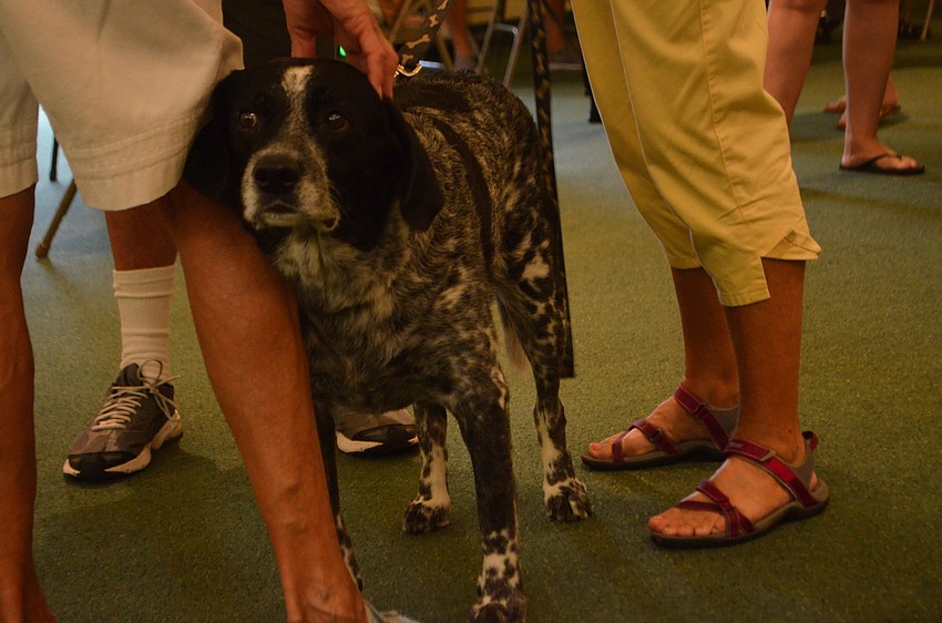 Pepper, a blue tick hound and black labrador mix