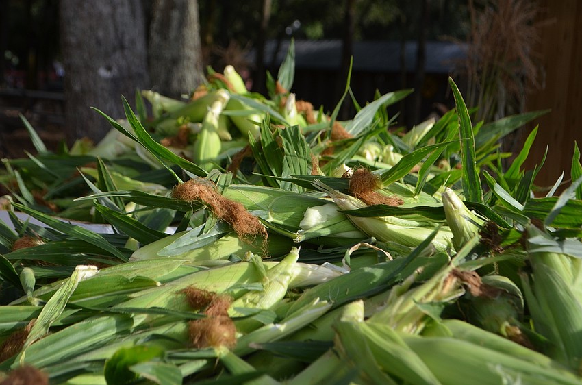 A corny display of husks sat in a basket at the festival.