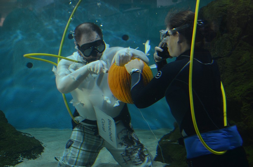 Mote staff carve pumpkins in one of the fish tanks during the Night of Fish, Fun and Fright on Oct. 21.