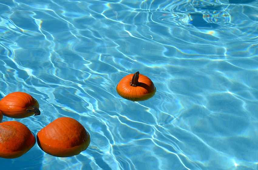 Pumpkins bob in the water at Arlington Park pool Saturday afternoon.