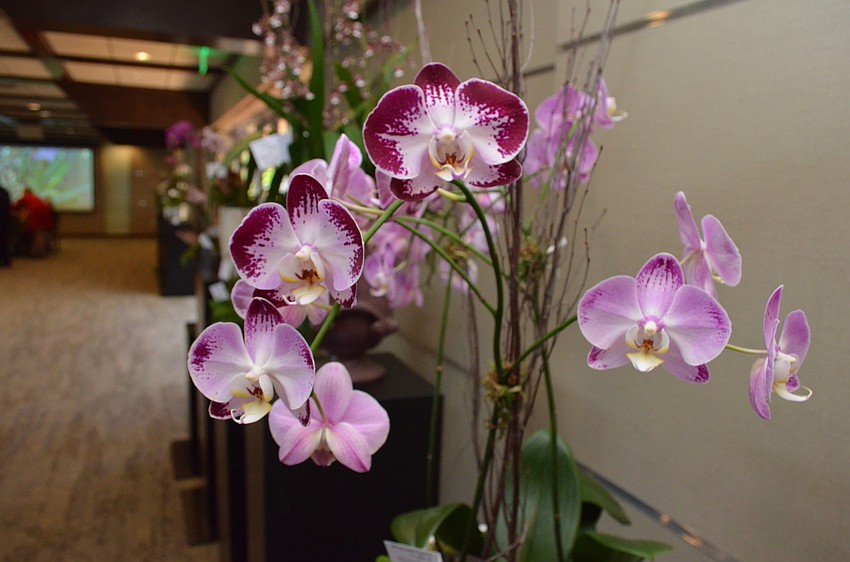 A Phalaenopsis Hybrid Gynura, “Purple Passion” orchid was sold for $310.00. The plant was one of 24 potted orchids for sale at the event.