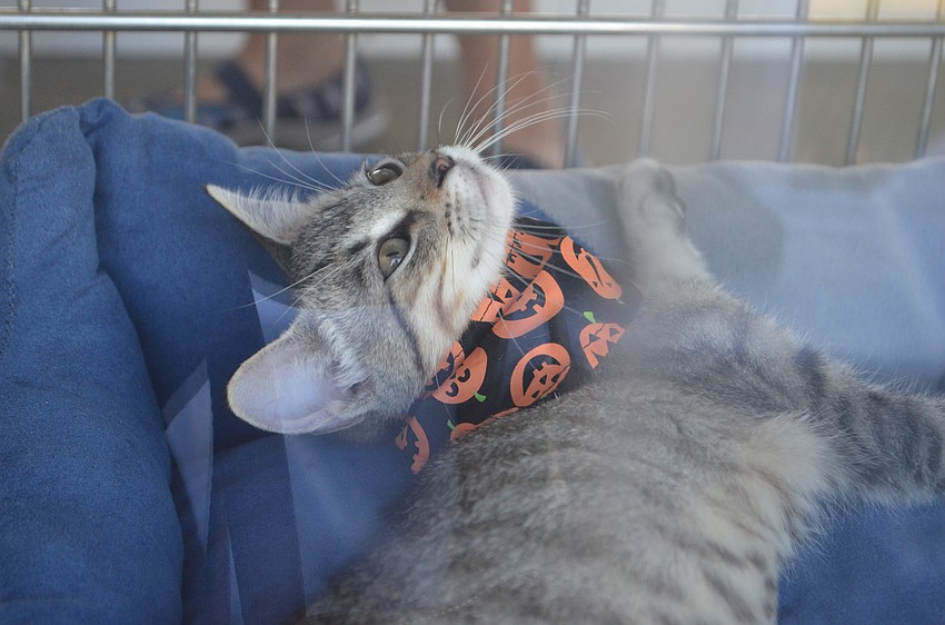 Kittens like Jan got in on the holiday decorations to attract people looking to adopt.