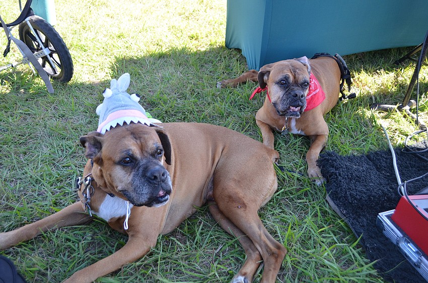 Mambo and Bembe took on the competition as a shark and cowgirl.