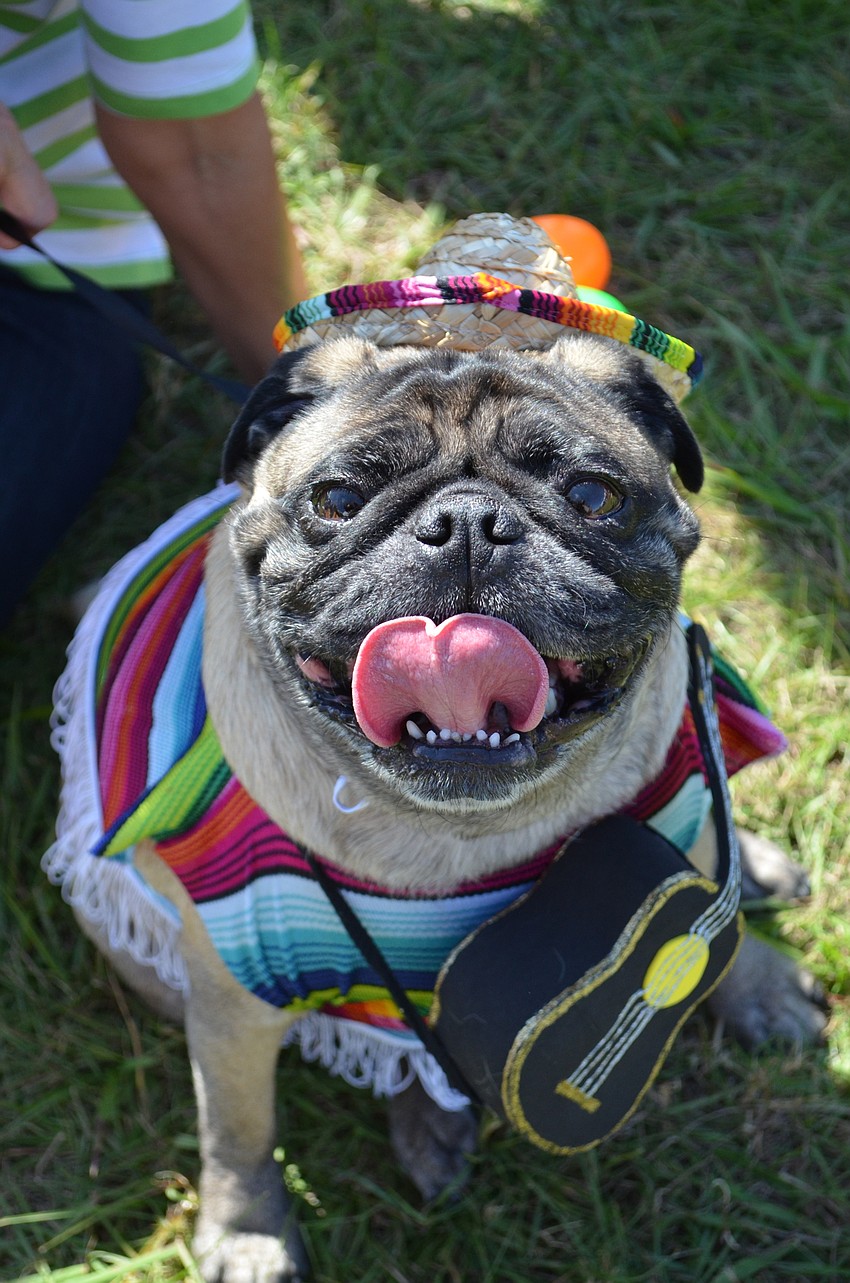 Oscar the pug was one of the three amigos.