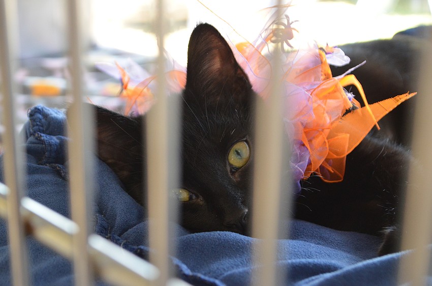 Kittens like Smudge were up for adoption during the event.