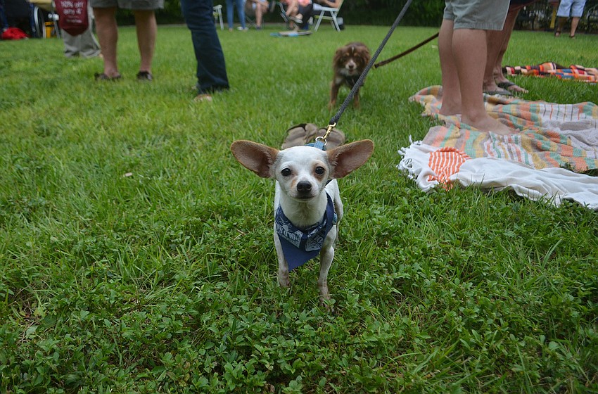 Shrimp the Chihuahua as well as some of Laurel Park's four-legged friends attended the party.