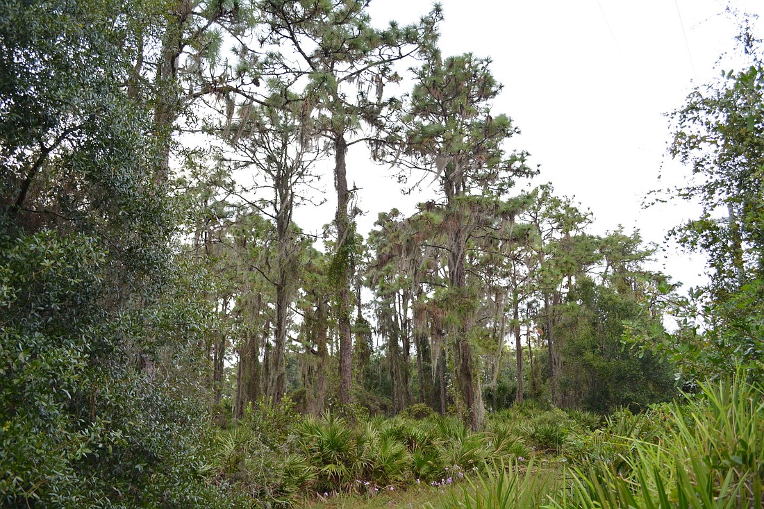 The property is covered in trees and wetlands and has access to the Braden River.