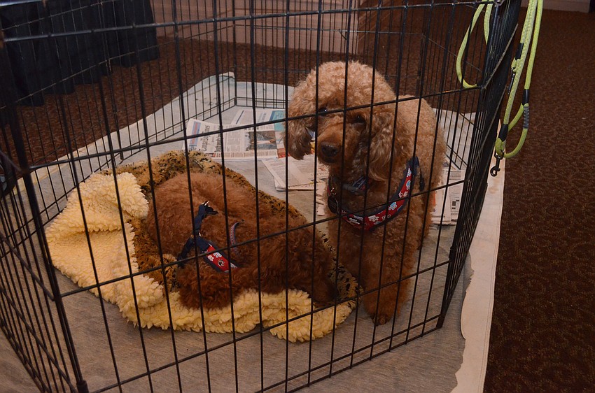 Jimbo and Jackie, both up for adoption, watch guests calmly from their crate.