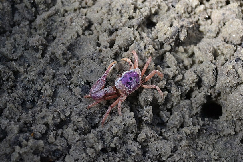 A male crab that was found on the banks of Bay Preserve.