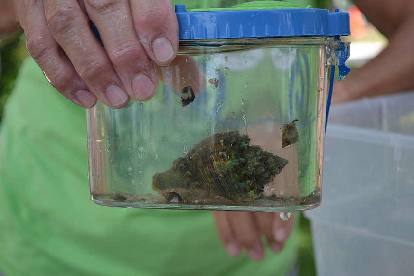 A crown conch was freshly caught for the 2016 Fall Family Festival.
