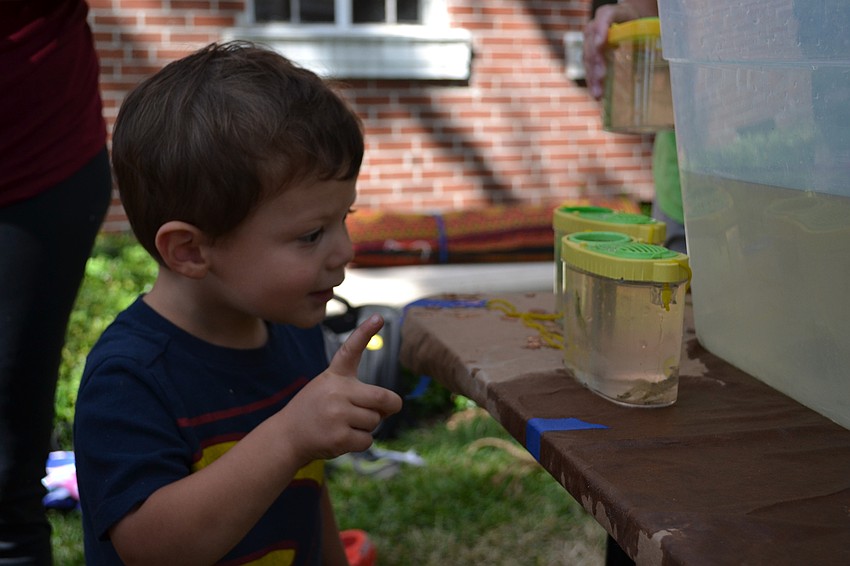 Lucas Deatherage gets excited about seeing baby shrimp.