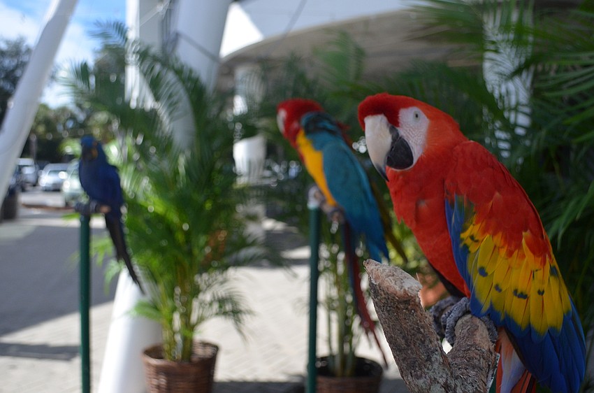Sammy, a 15-year-old parrot, was one of four parrots brought to the event from Sarasota Jungle Gardens as a special entrance guest.