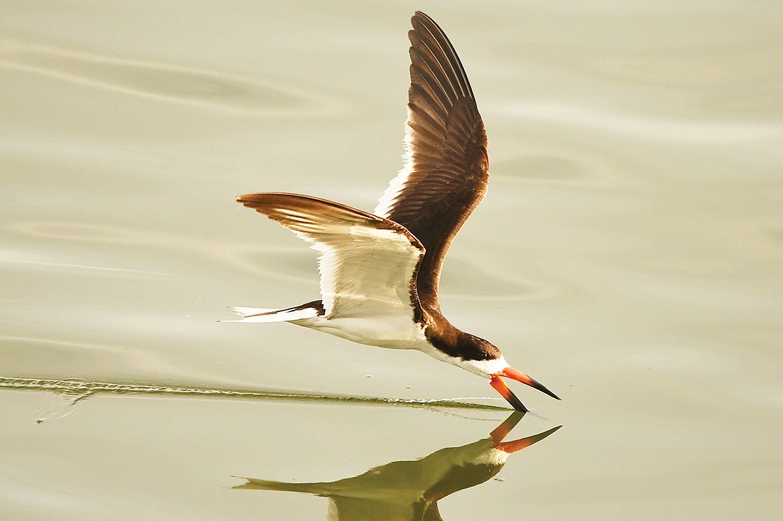 Roderick Barongi captured this shot of a black skimmer over the Sarasota Bay one early morning.