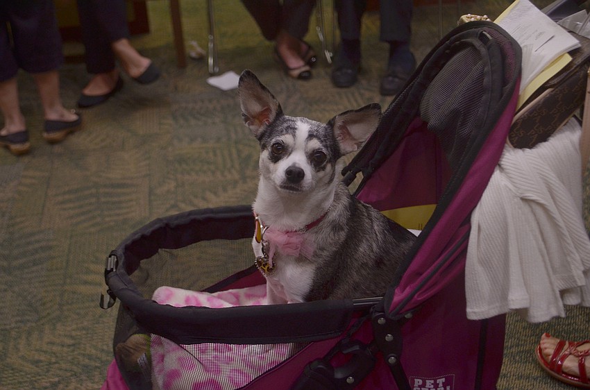 Susan Arturo brought her dog Tinker Bell to the event.