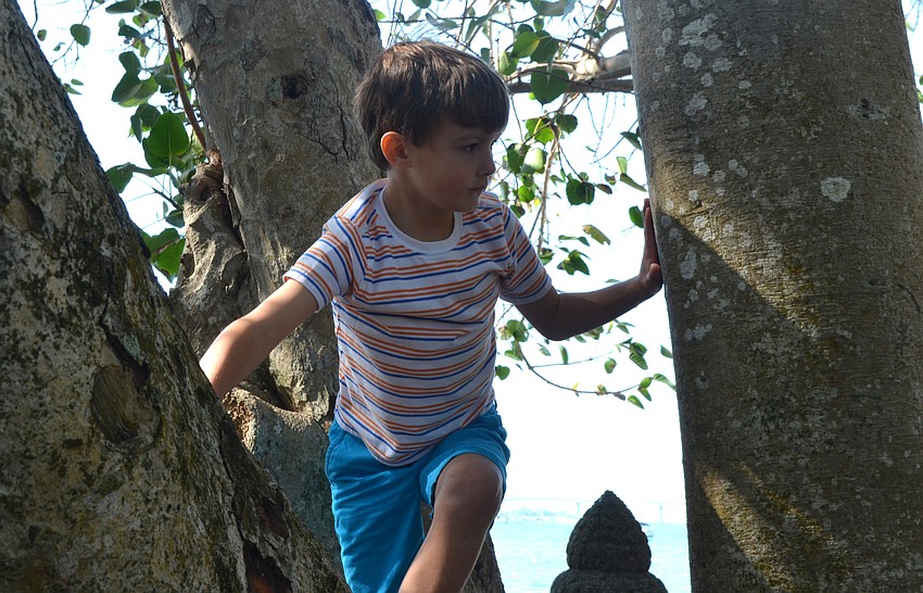 Grant Luzier climbs a tree during the Hudson Bayou Neighborhood Association potluck picnic at Marie Selby Botanical Gardens.