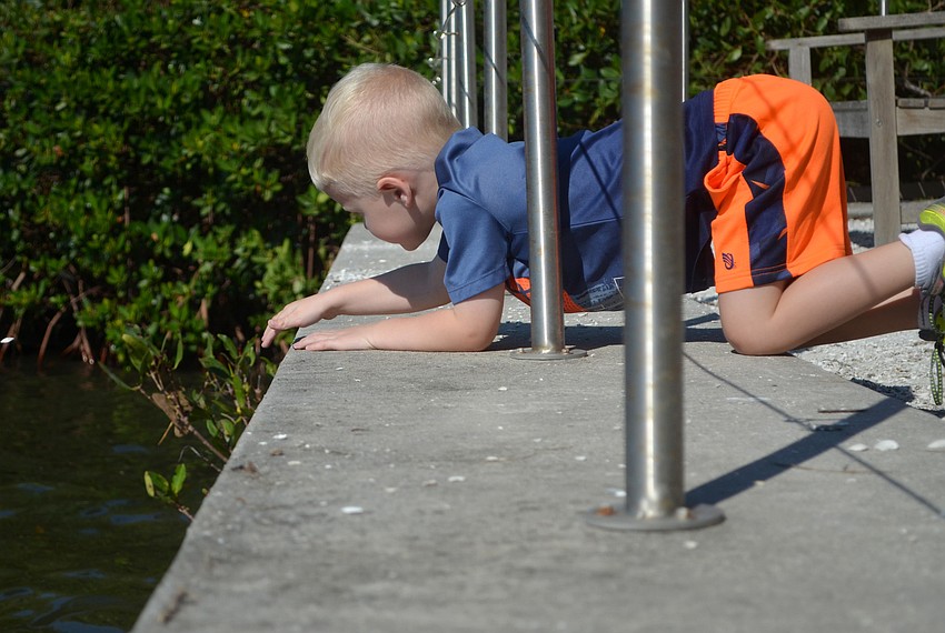 Declan Boyle tossed shells into Sarasota Bay from the viewing deck in Selby Gardens.