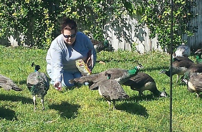 Trappers caught 61 peafowl â€” 28 peahens, 19 peacocks and 14 peachicks â€” to date. The last one was removed Oct. 21.