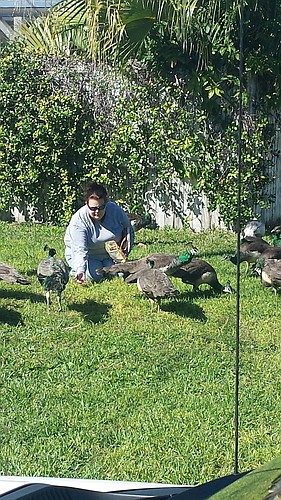 Trappers caught 61 peafowl â€” 28 peahens, 19 peacocks and 14 peachicks â€” to date. The last one was removed Oct. 21.