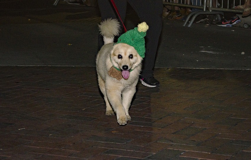Charlie marches in the parade with Sarasota In Defense of Animals.