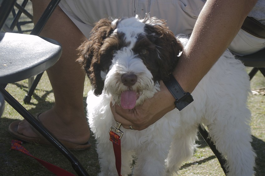 Bentley relaxes under tables during the table.