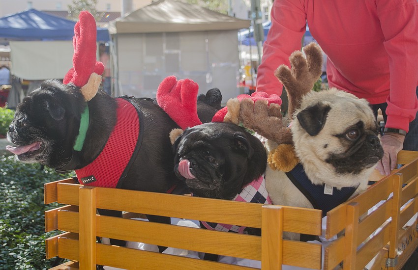 Arty, Sophia and Shadow ride around the jamboree in a wagon.