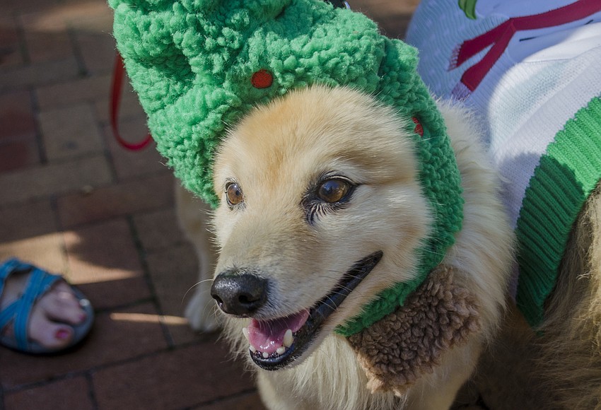 Charlie sports a Christmas tree hat during the Jingle Paws Jubilee.