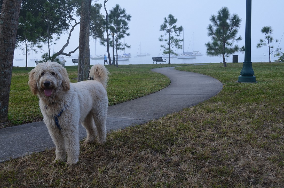 A group of residents already lets their dogs roam free in Bayfront Park in the mornings â€” and they want the city to change its pet policies