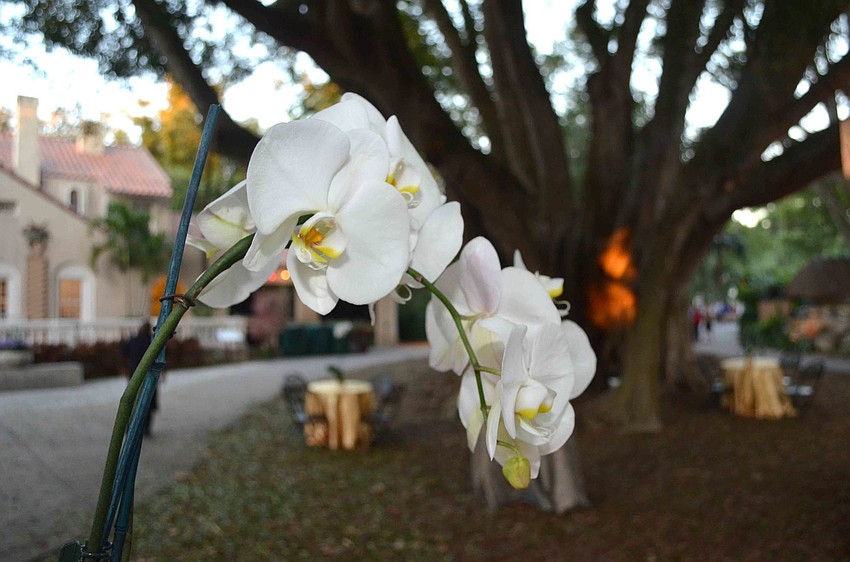 Orchid centerpieces adorned each of the tables at the Chairman’s Circle Preview of Lights in Bloom Dec. 15.