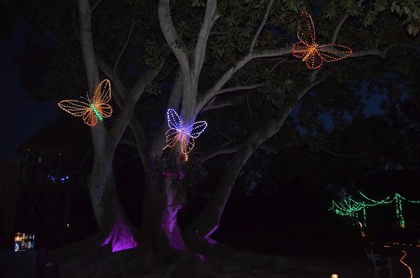 The gardens were lit at the Chairman’s Circle Preview of Lights in Bloom Dec. 15.