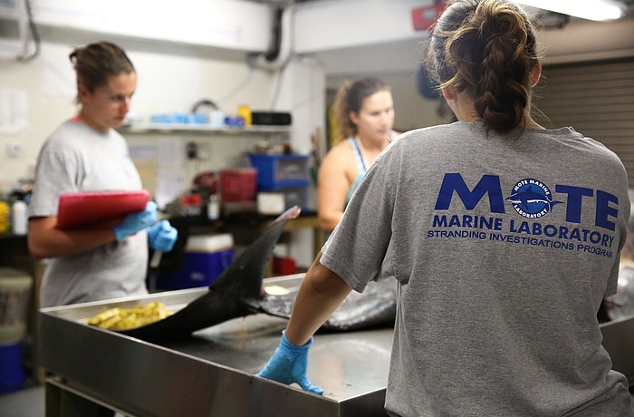 Mote'      s Standing Investigations team conducted a necropsy on the dolphin on Tuesday, Dec. 20. Photo courtesy of Mote.