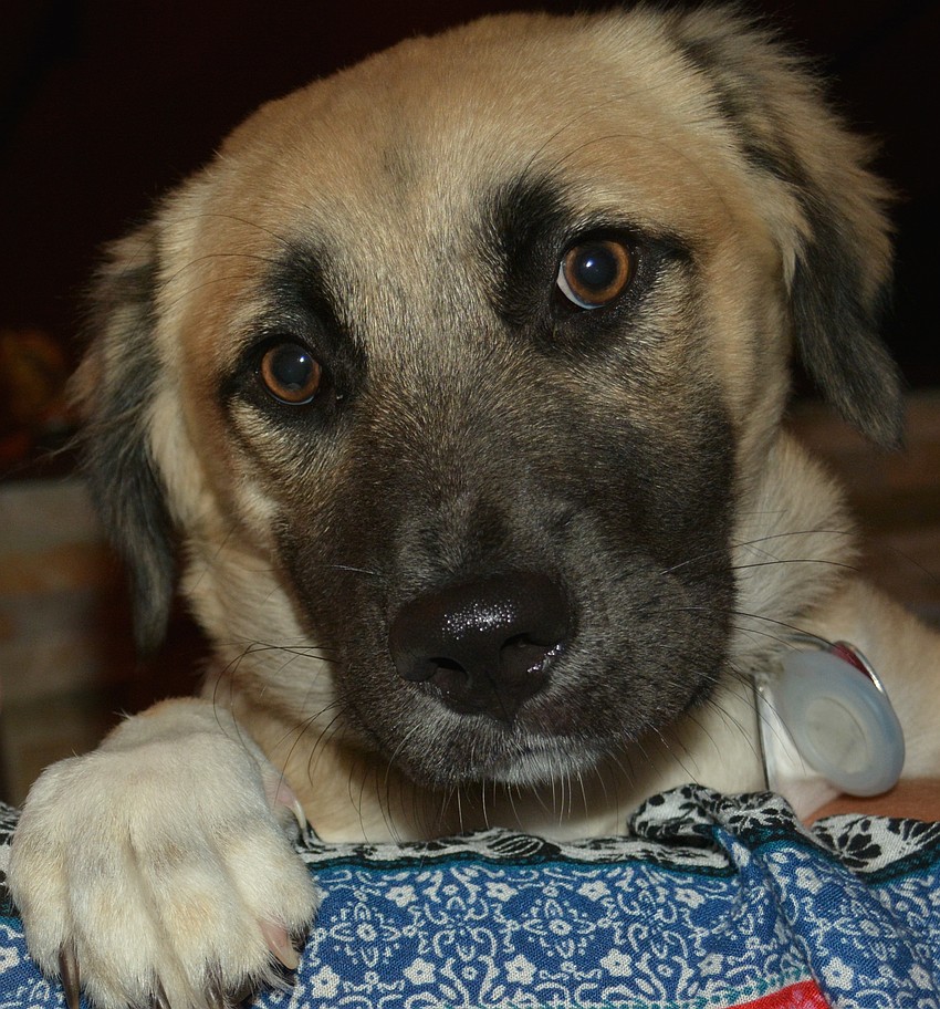 How could anyone resist Ellie, a 5-mont-old shepherd mix who was adopted from Nate's by Audrey Reinisch.