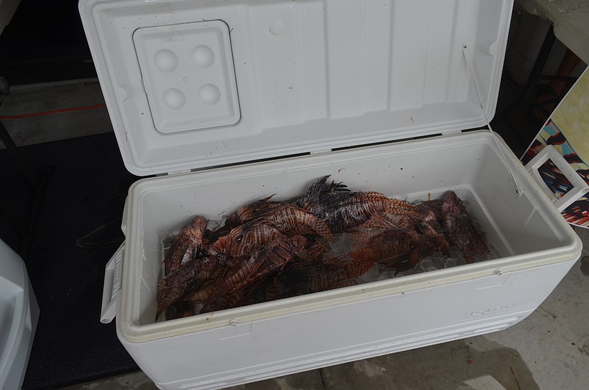 Volunteers caught 429 invasive lionfish.
