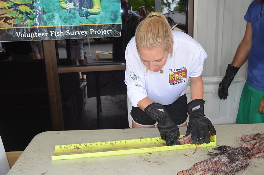 Emily Stokes, of REEF’s lionfish program, measures lionfish.