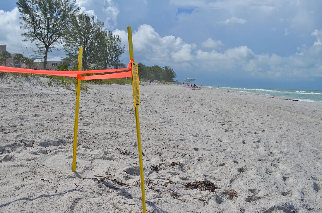 (Alex Mahadevan) None of the new sea turtle nests on Longboat Key were disturbed when a man drove onto the beach Sunday.