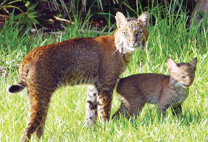 Bobcat Spotted In Orange County 